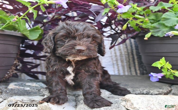 Cockapoo dogs for sale - Ad 5