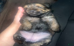 Yorkiepoo dogs for sale: Biggie - Image 1