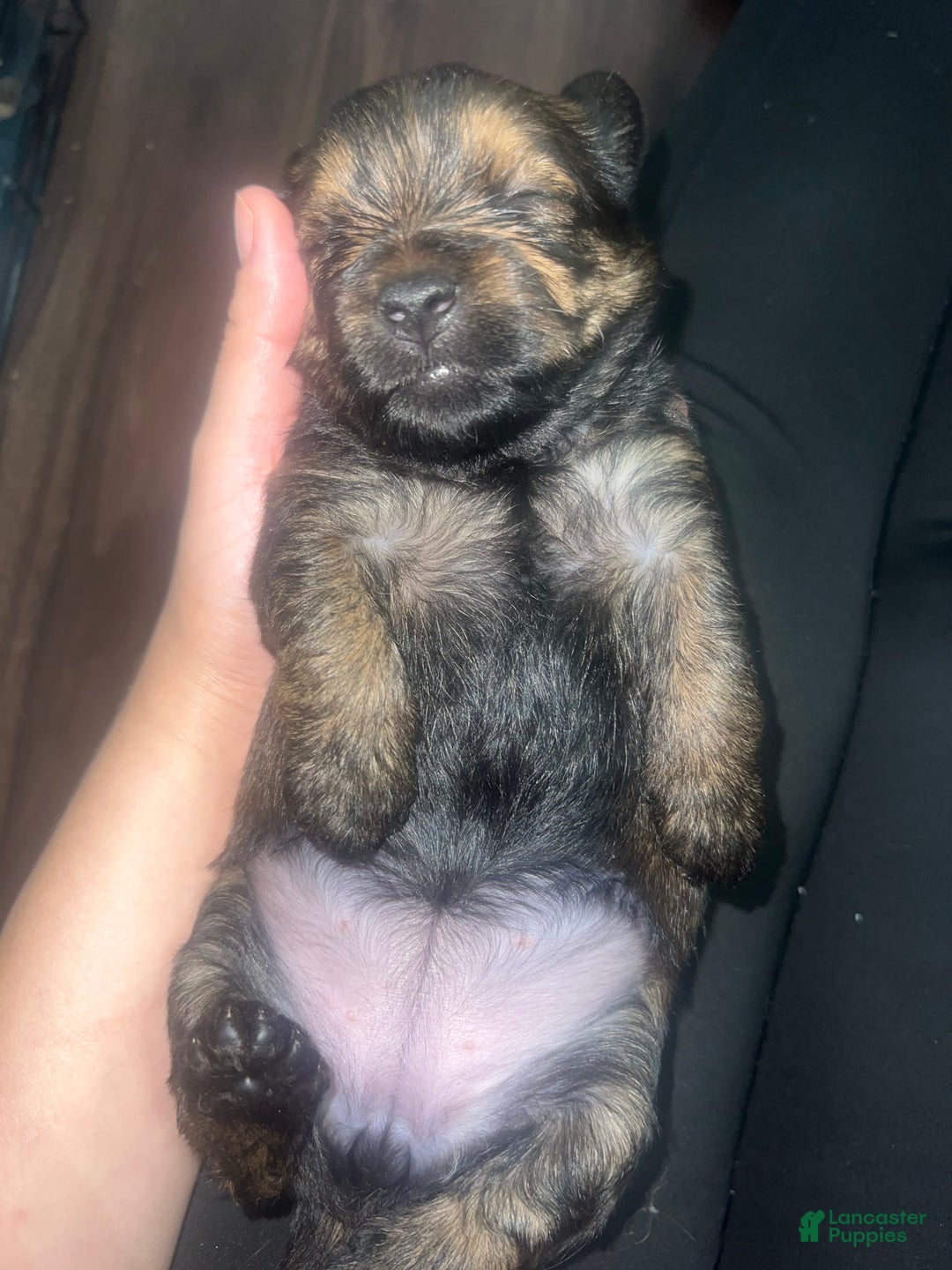 Yorkiepoo dogs for sale: Biggie - Image 1