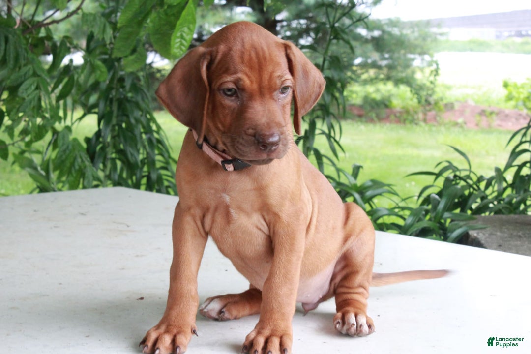 Rhodesian Ridgeback dogs for sale: Gwen - Image 4
