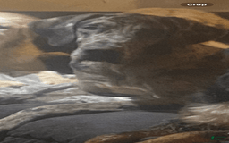 Great Dane dogs for sale: Angel - Image 4