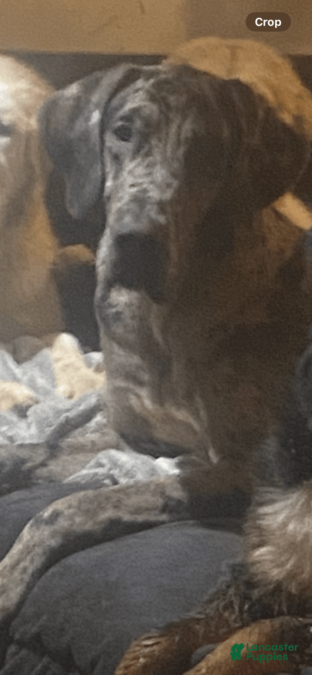 Great Dane dogs for sale: Angel - Image 4