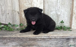 categoriesInfo:categoryAttributeOptions.pets.dogs.breed.belgianGroenendael dogs for sale: Jasper - Image 2