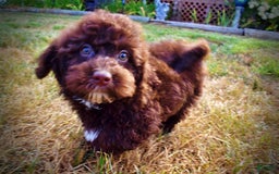 Havapoo dogs for sale: Jesse - Image 2