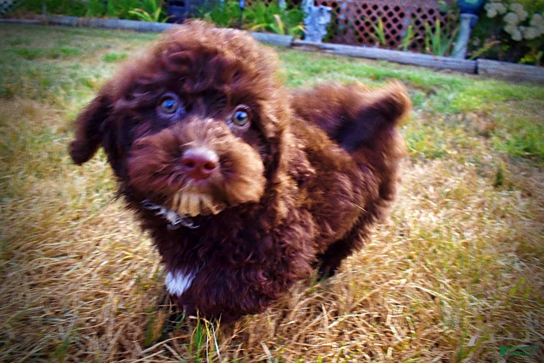 Havapoo dogs for sale: Jesse - Image 2