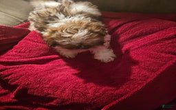 Shih Tzu dogs for sale: Not Named - Image 14