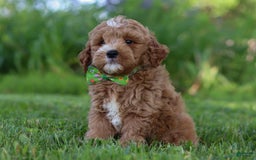 Mini Goldendoodle dogs for sale: Yellow Collar - Image 6