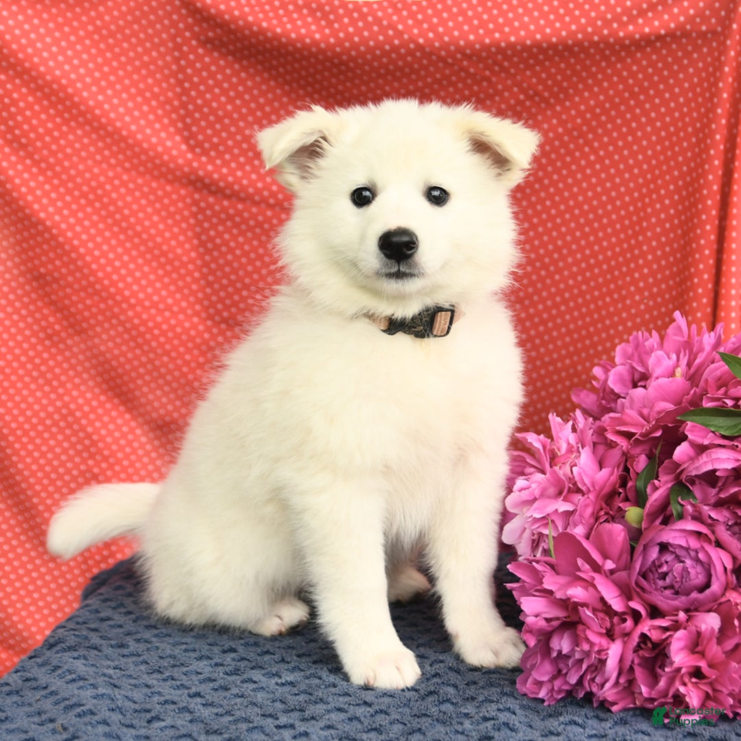 American Eskimo dogs for sale: Meadow - Image 1