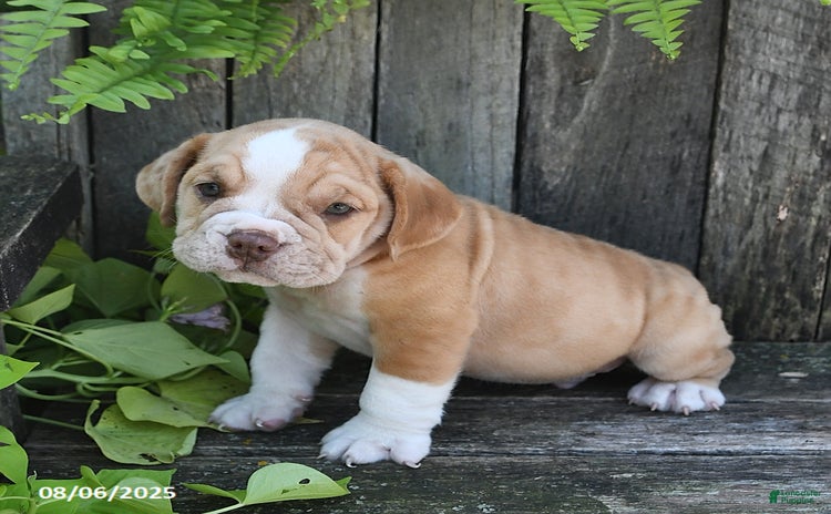 Beabull dogs for sale - Ad 3