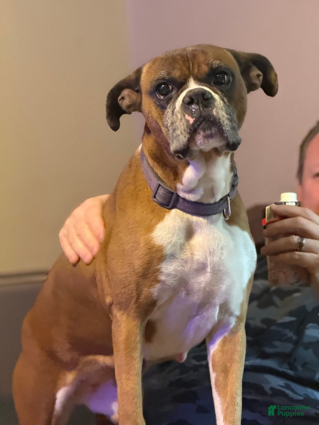 Boxer dogs for sale: Bellas Puppies - Image 5