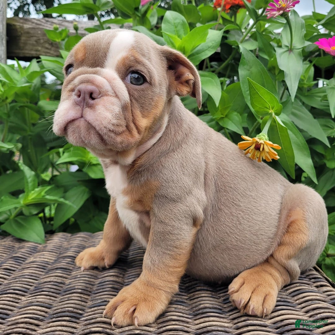 English Bulldog dogs for sale: Truffles - Image 5