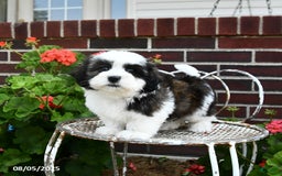 Malshi dogs for sale: Dolly - Image 3