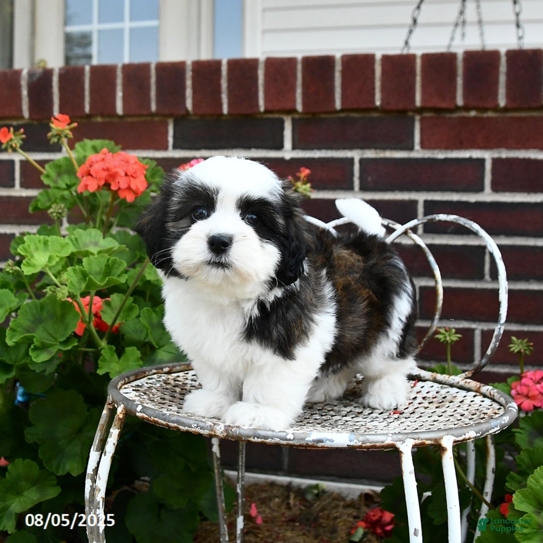 Malshi dogs for sale: Dolly - Image 3