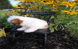 Shih Tzu dogs for sale: Fawn - Image 4