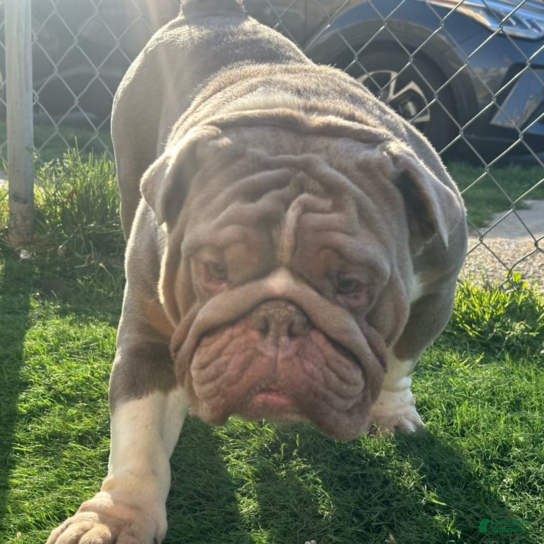 English Bulldog dogs for stud: Gucci - Image 2