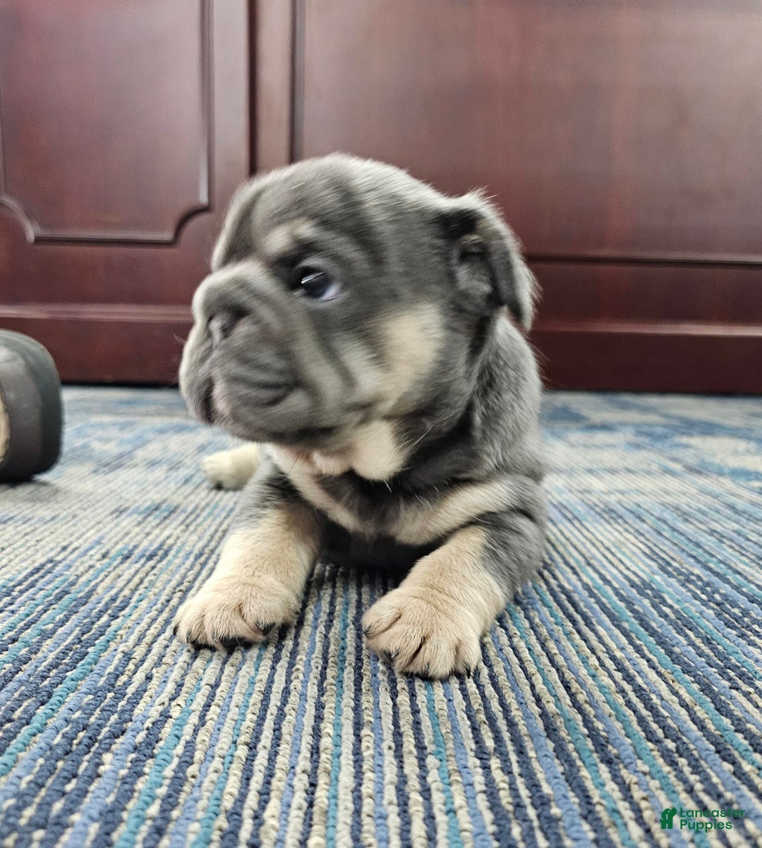 French Bulldog dogs for sale: Kwollie - Image 5