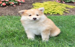 Pomsky dogs for sale: Harley - Image 4