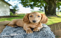Miniature Dachshund dogs for sale: Fuzzie - Image 8