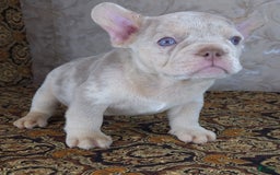 French Bulldog dogs for sale: Dong - Image 11