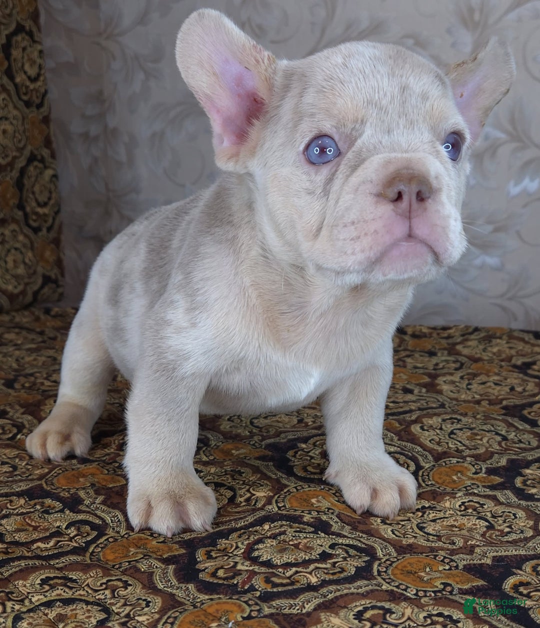 French Bulldog dogs for sale: Dong - Image 11