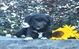 Aussiedoodle dogs for sale: Fern - Image 3