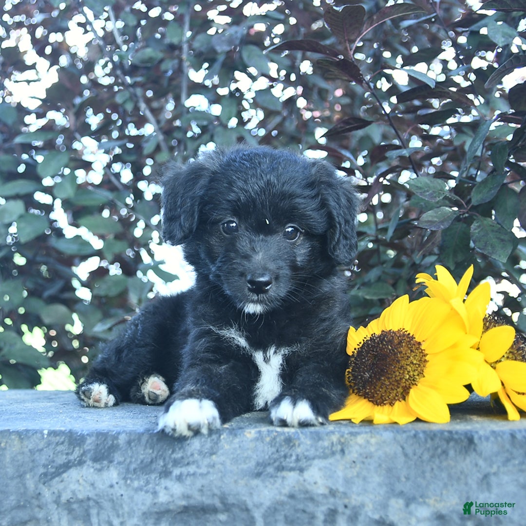 Aussiedoodle dogs for sale: Fern - Image 3