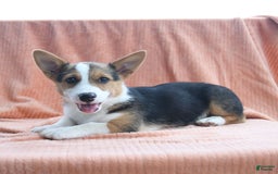 Welsh Corgi Pembroke dogs for sale: Lightning - Image 8