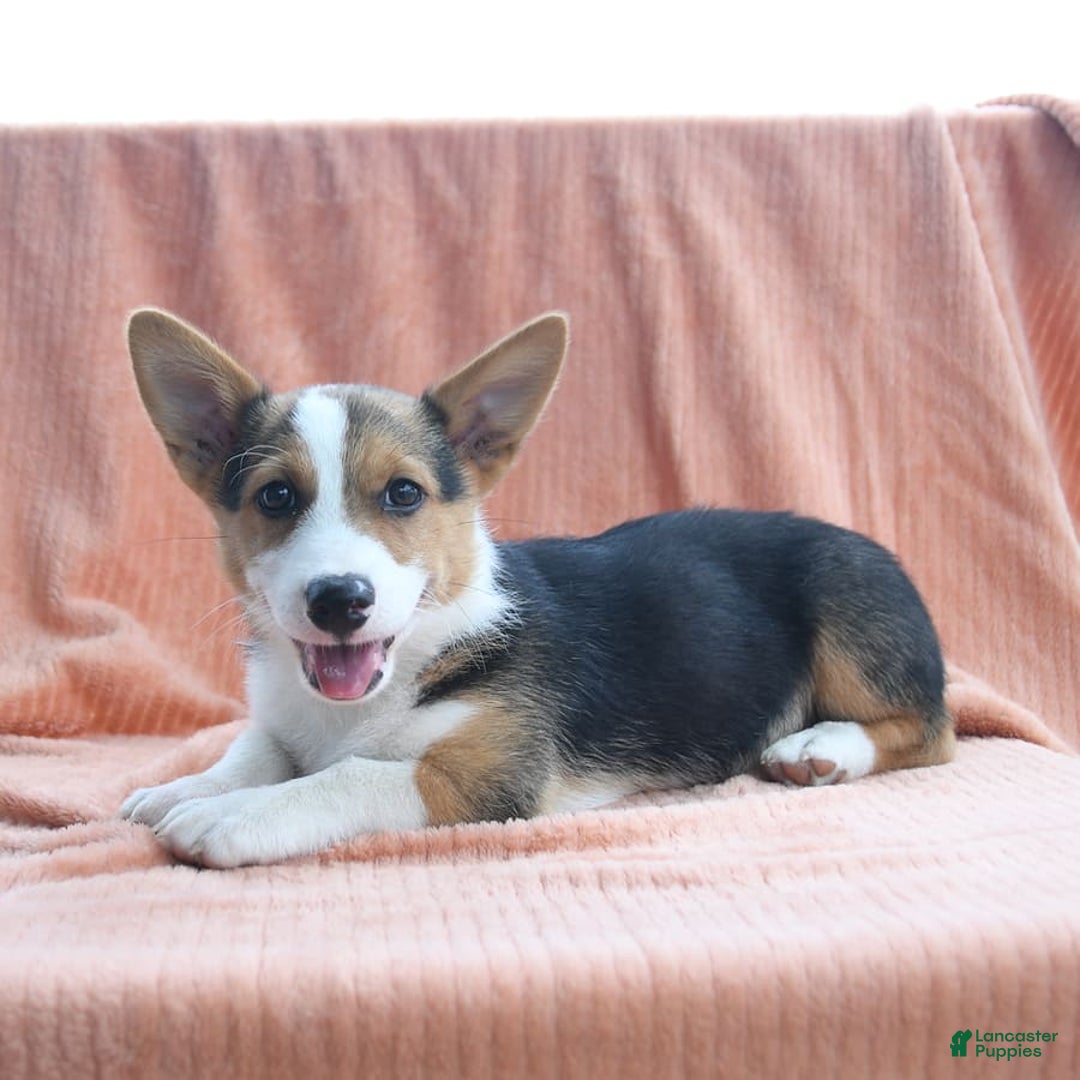 Welsh Corgi Pembroke dogs for sale: Lightning - Image 8