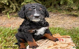 Bernedoodle dogs for sale: Beau - Image 3