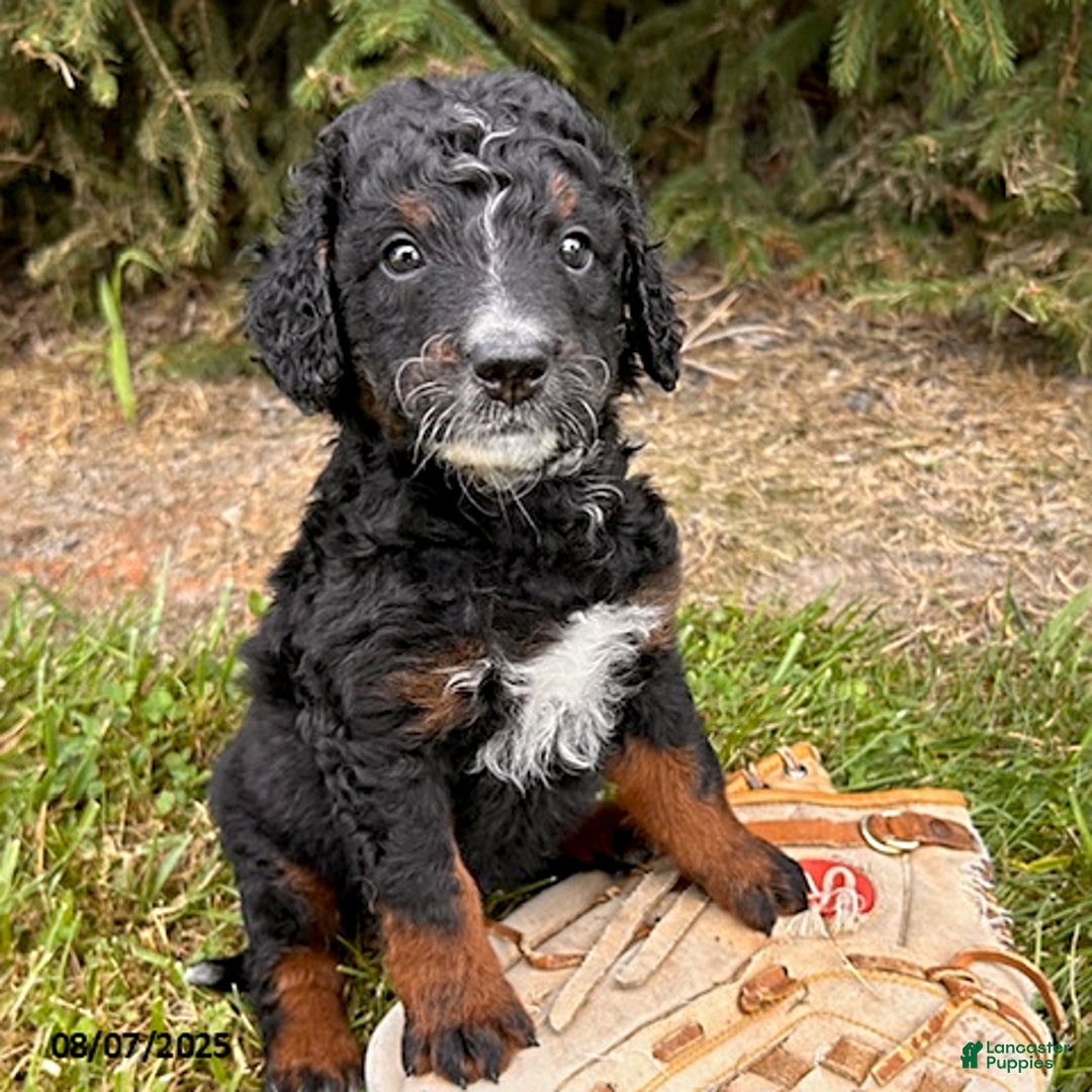 Bernedoodle dogs for sale: Beau - Image 3