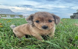 Miniature Pinscher dogs for sale: Penny - Image 3