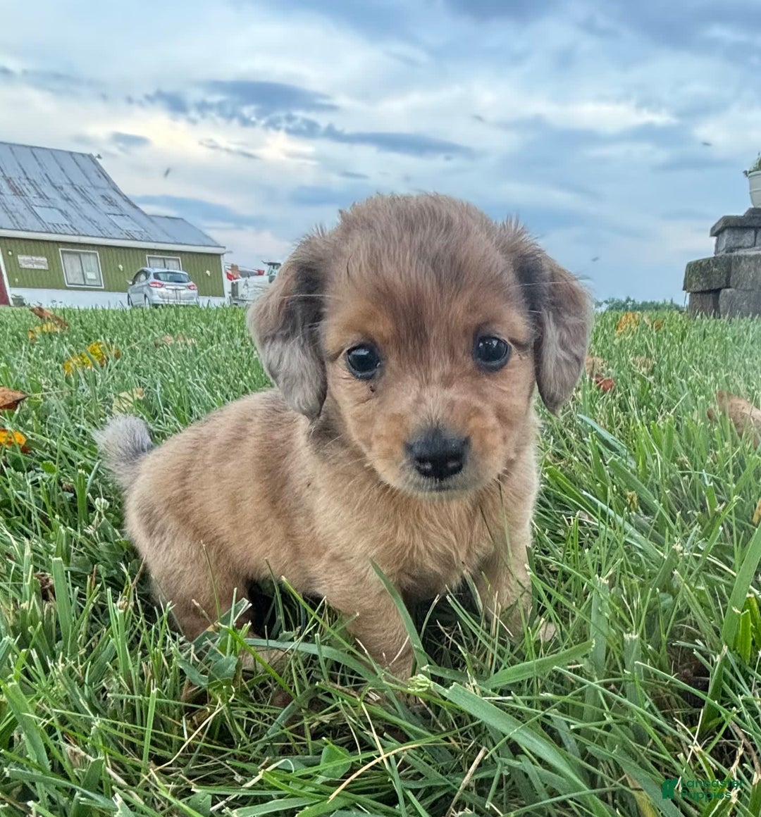 Miniature Pinscher dogs for sale: Penny - Image 3