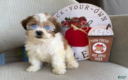 Teddy Bear dogs for sale: Freda - Image 4