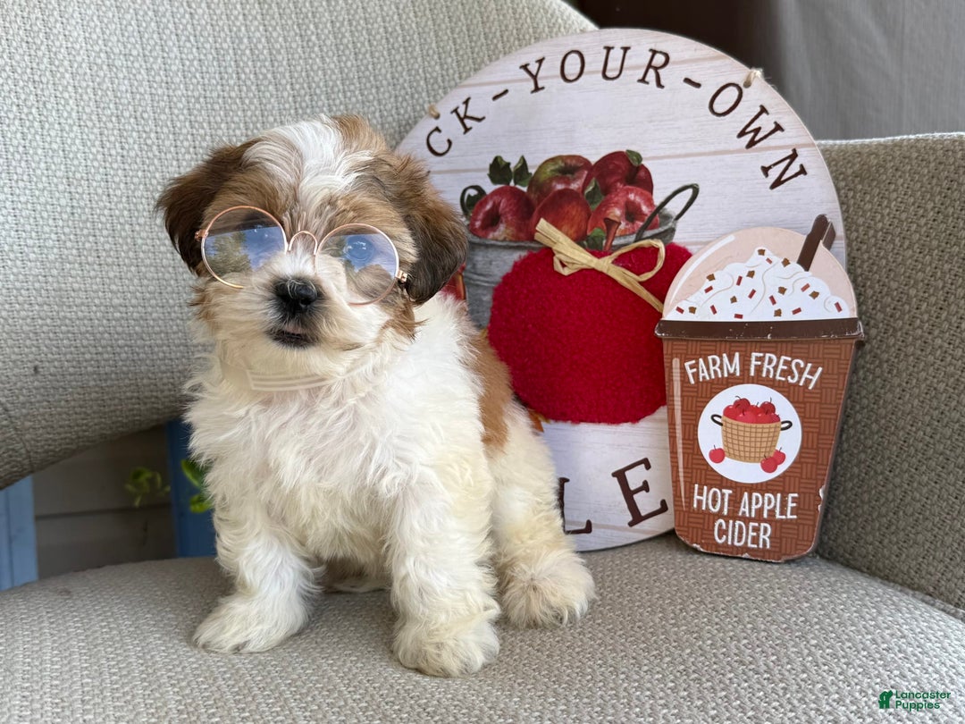 Teddy Bear dogs for sale: Freda - Image 4