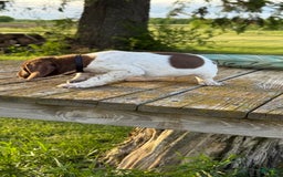 German Shorthaired Pointer dogs for sale: Remmy - Image 4