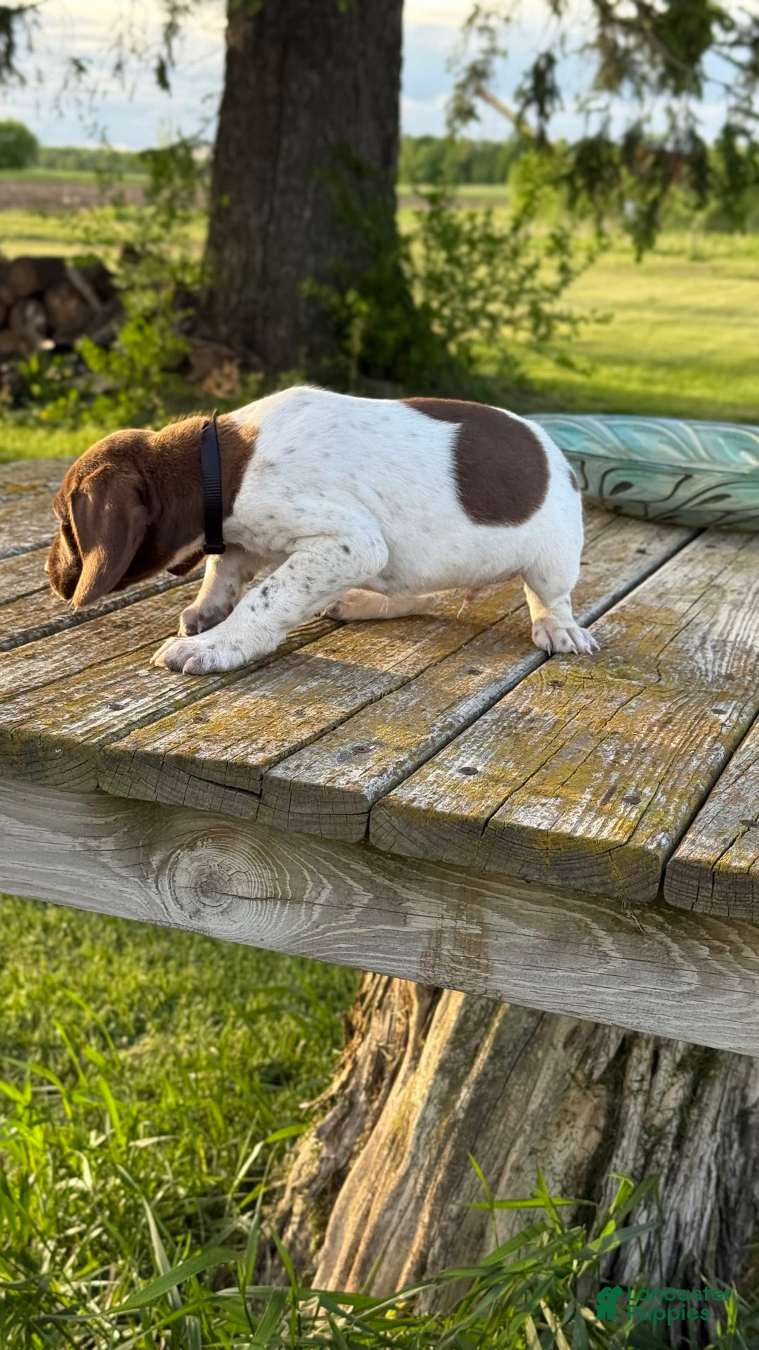 German Shorthaired Pointer dogs for sale: Remmy - Image 4