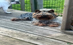 Yorkshire Terrier dogs for sale: Big Blue - Image 6