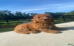 Mini Goldendoodle dogs for sale: Duke - Image 4