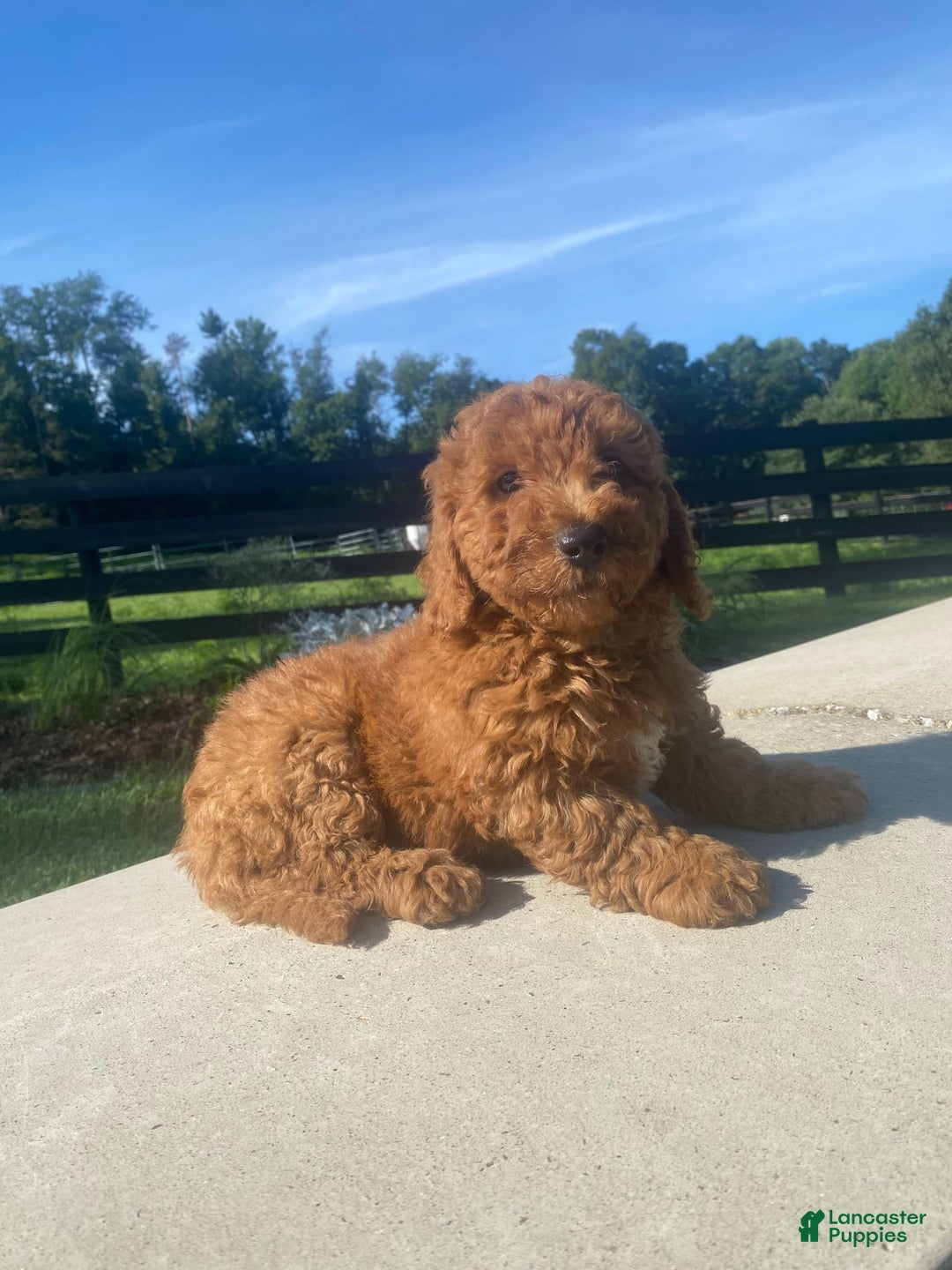 Mini Goldendoodle dogs for sale: Duke - Image 4
