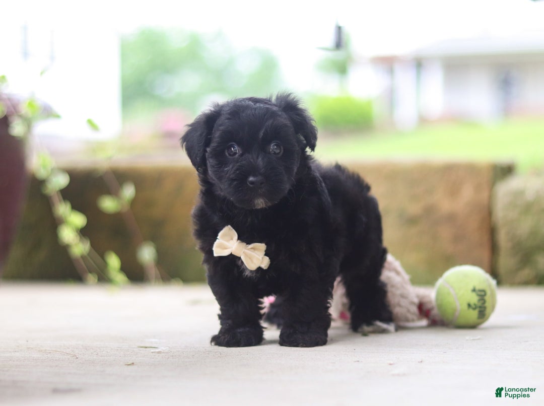 Yorkiepoo dogs for sale: Sammy - Image 8