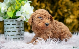 Standard Poodle dogs for sale: Buck - Image 3