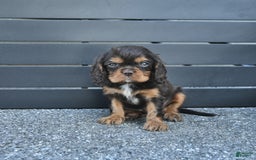 Cavalier King Charles Spaniel dogs for sale: Wiskey - Image 10