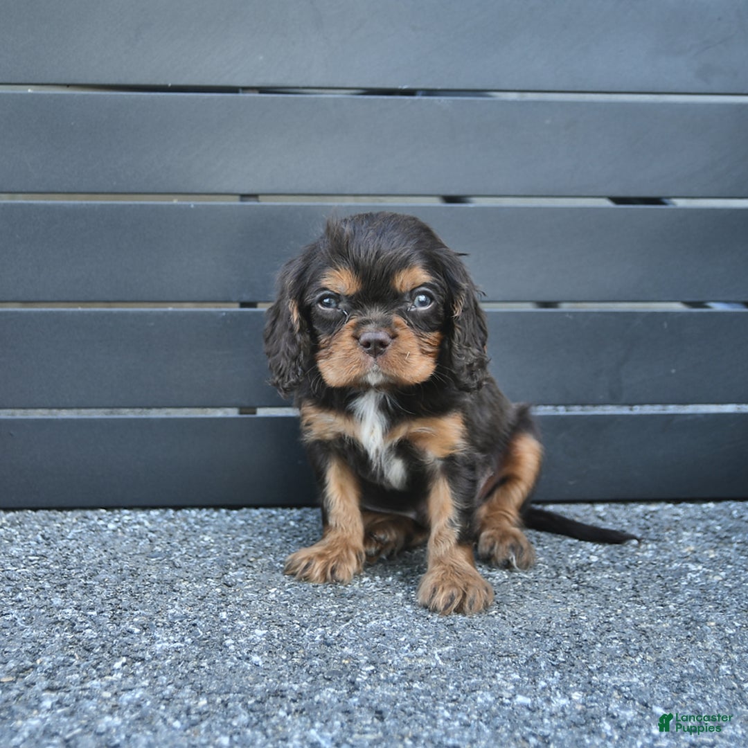 Cavalier King Charles Spaniel dogs for sale: Wiskey - Image 10