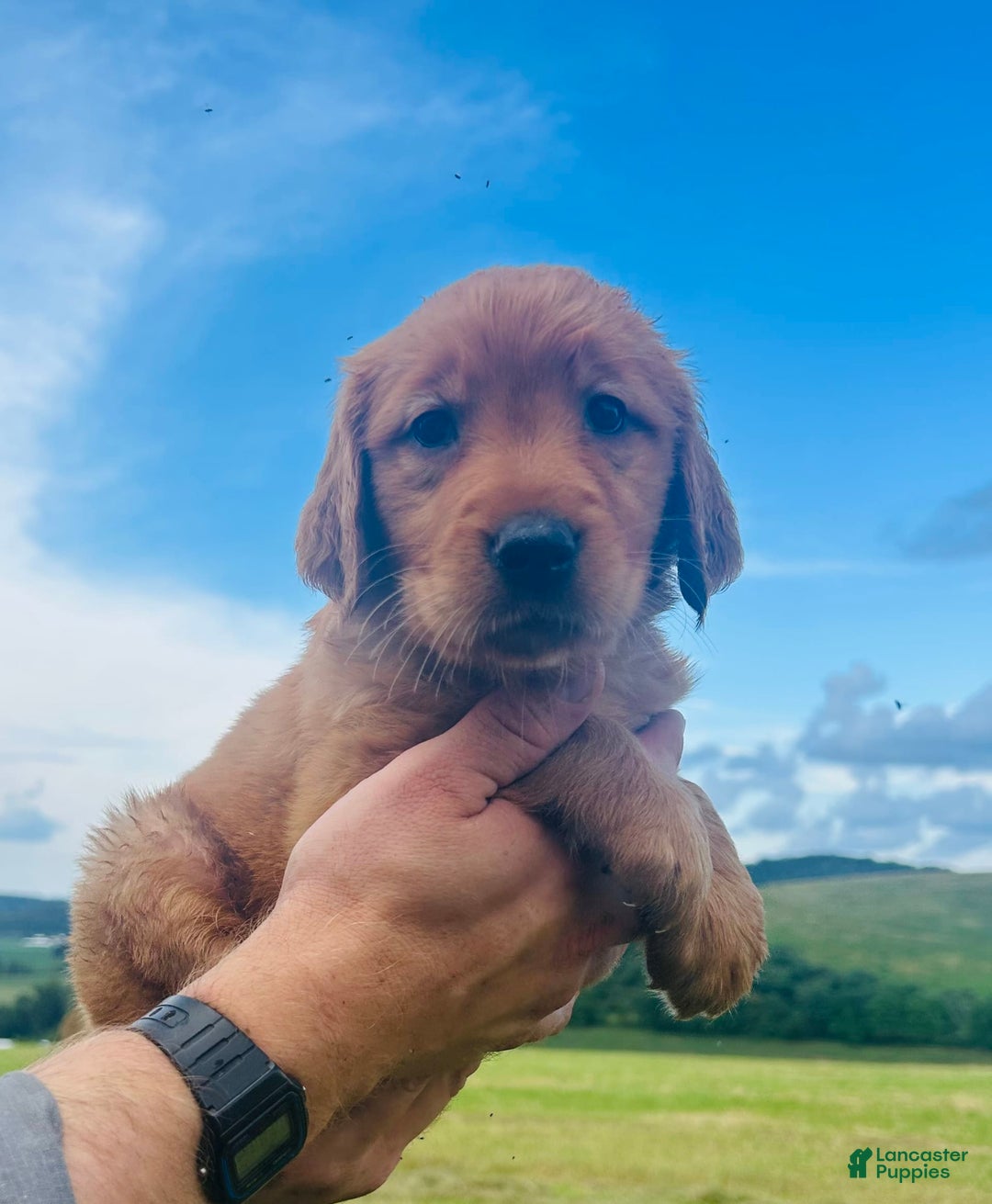 Golden Retriever dogs for sale: Meadow - Image 19