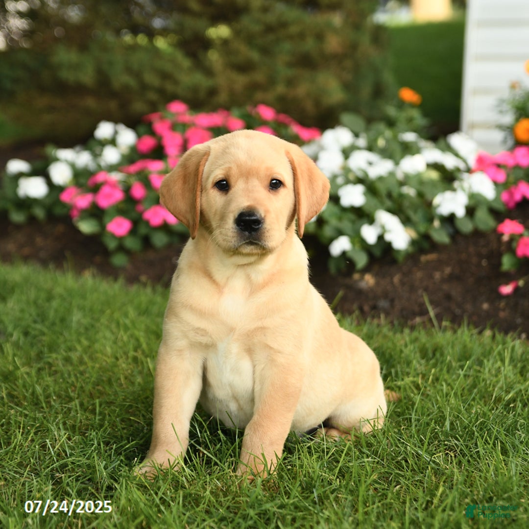 Labrador Retriever dogs for sale: Sugar - Image 4