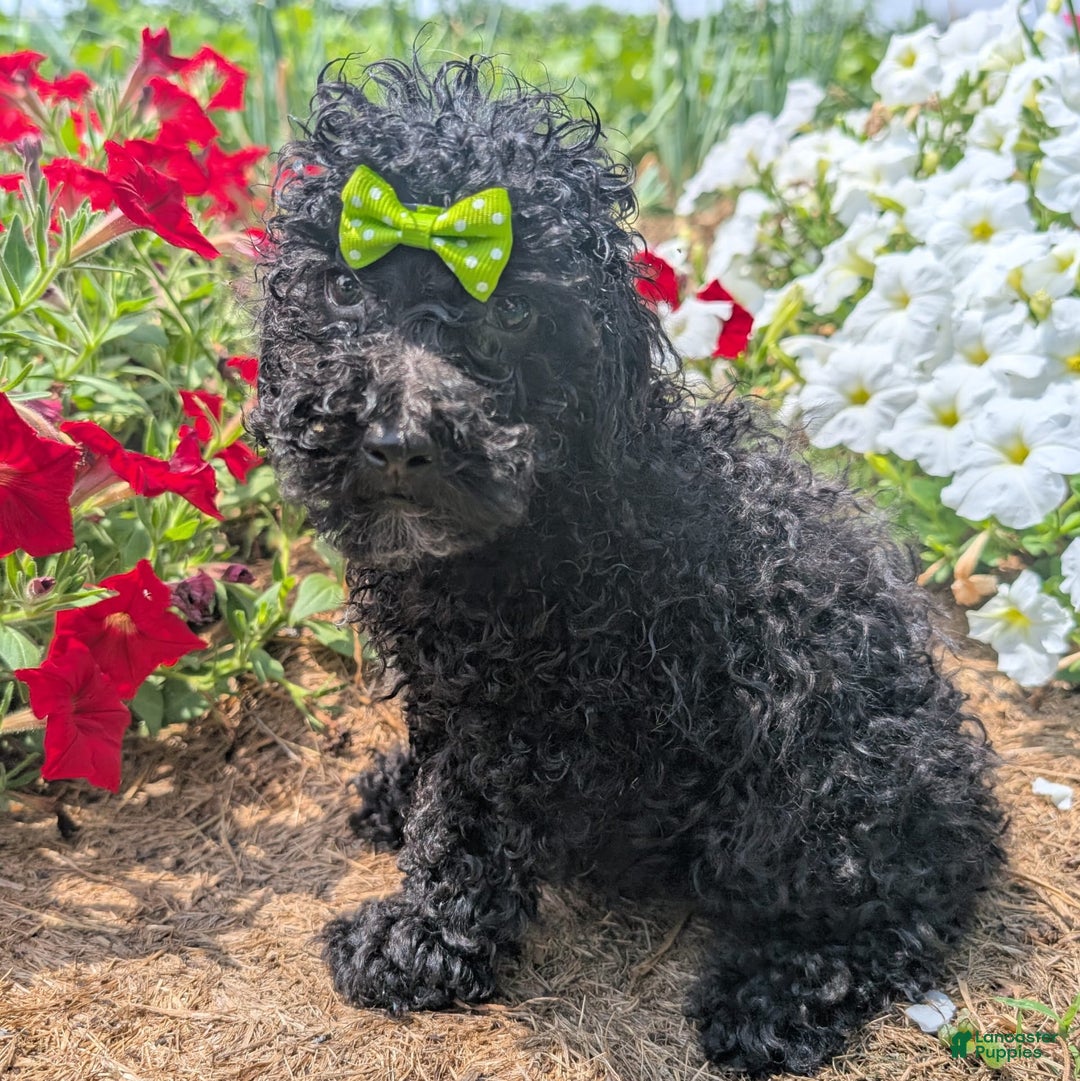 Toy Poodle dogs for sale: Toy Poodle 4 puppies - Image 12