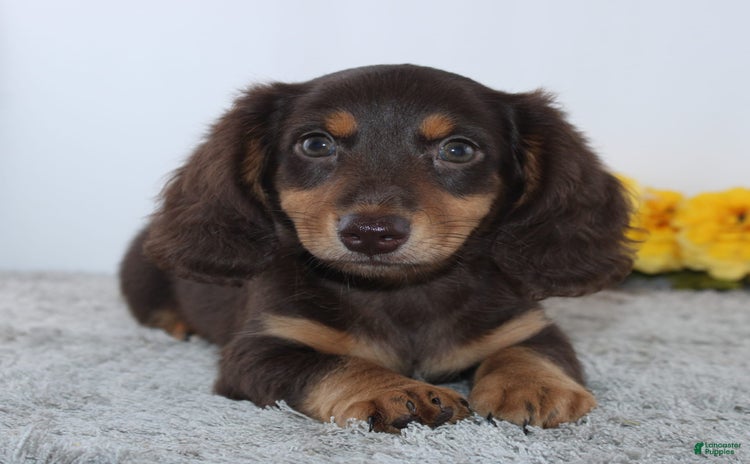 Miniature Dachshund dogs for sale - Ad 3