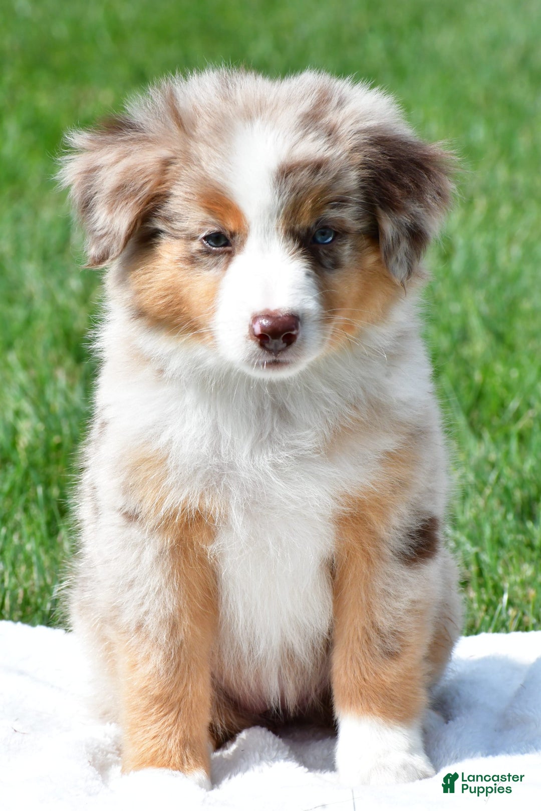 Australian Shepherd dogs for sale: Penny - Image 6