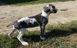 Great Dane dogs for sale: Great Dane 4 puppies - Image 19