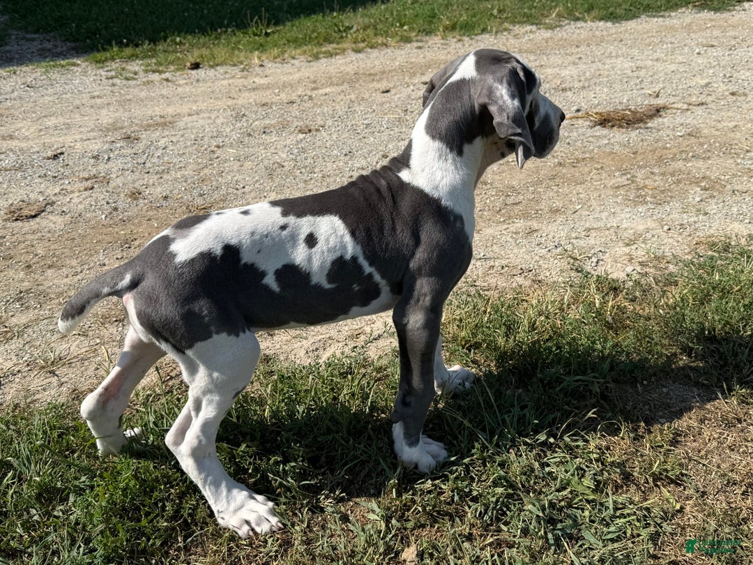 Great Dane dogs for sale: Great Dane 4 puppies - Image 19